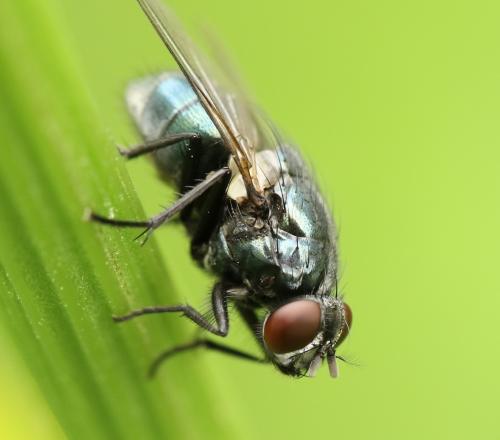 Réf. 222 814 : Eudasyphora cyanicolor